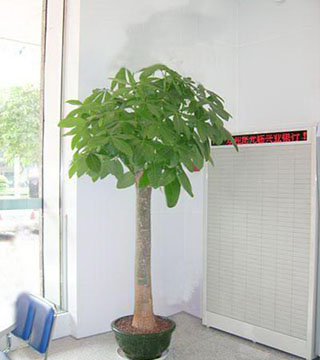 發(fā)財(cái)樹(shù)