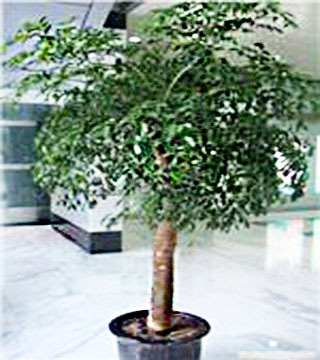 幸福樹(shù)