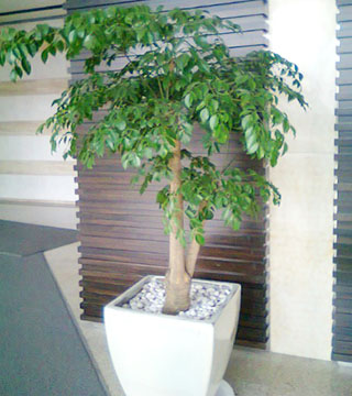 幸福樹(shù)